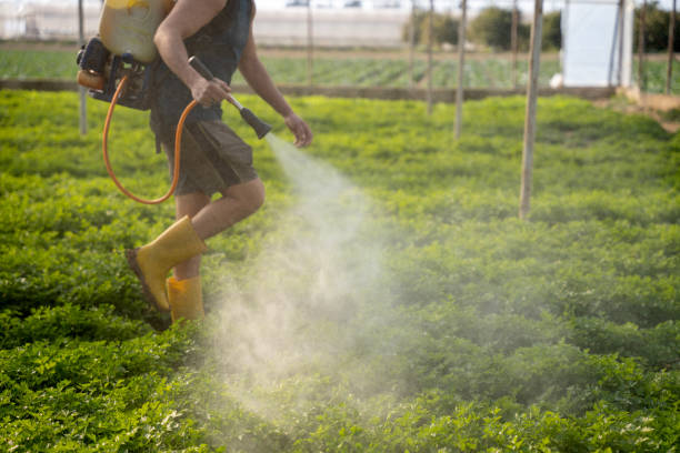 Best Local Pest Control Services  in Port Lavaca, TX