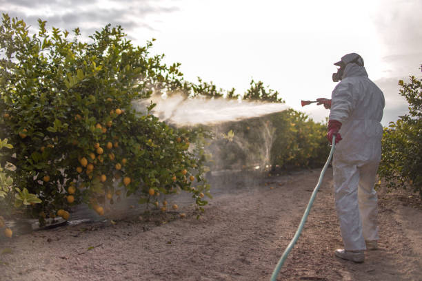 Trusted Port Lavaca, TX Pest Control Experts